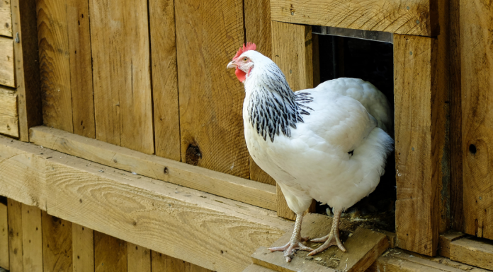 Chicken perched outside a coop -How to get started raising chickens