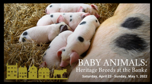 baby animals at strawbery banke