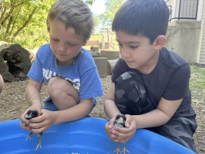 support social-emotional learning at home - 2 kids holding baby chicks