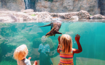 children look at otters at aquarium