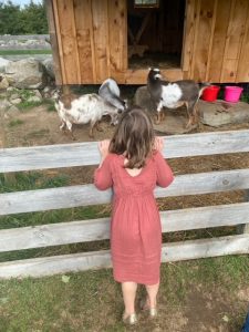 Girl looks at goats